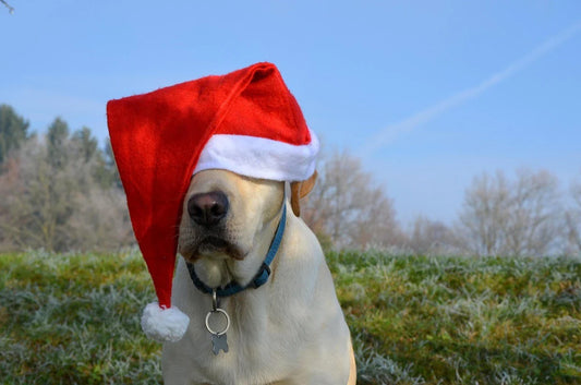 Labrador Retriever: Canada’s Beloved Breed—History & Why It Resonates on Apparel