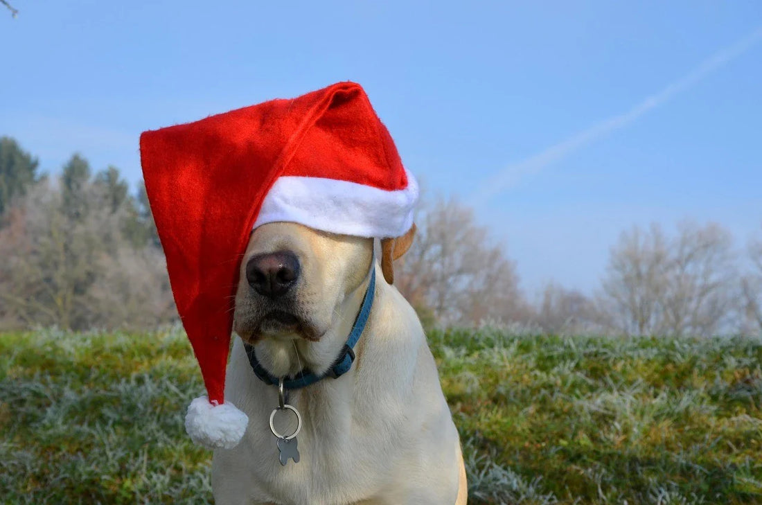 Labrador Retriever: Canada’s Beloved Breed—History & Why It Resonates on Apparel